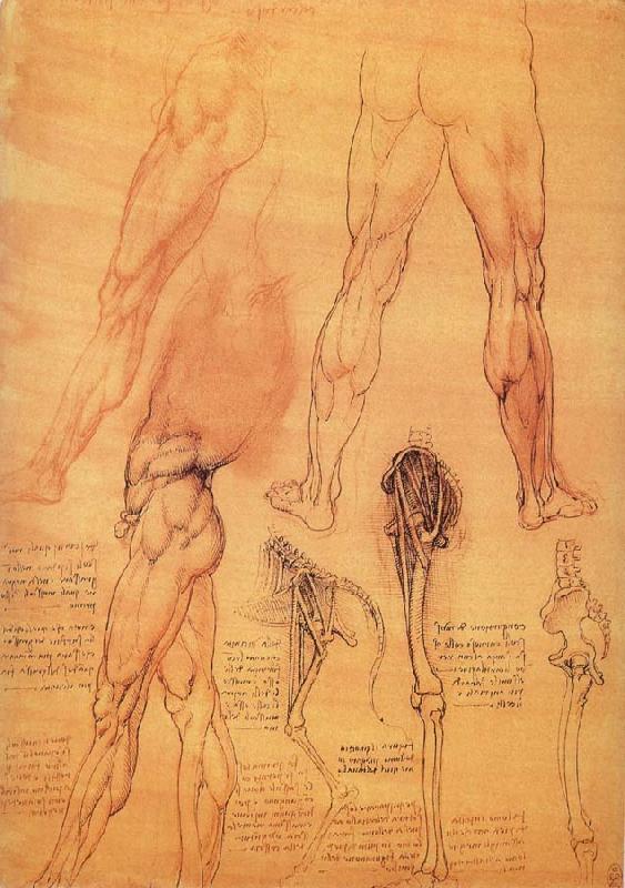 LEONARDO da Vinci Muscles and bone of leg and Hufte Sweden oil painting art